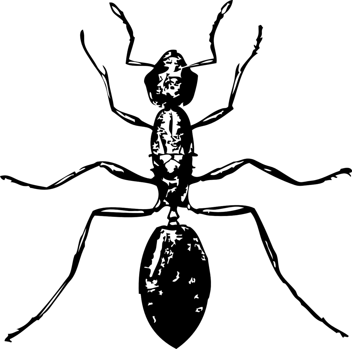 כמה עולה הדברה בבית 4 חדרים